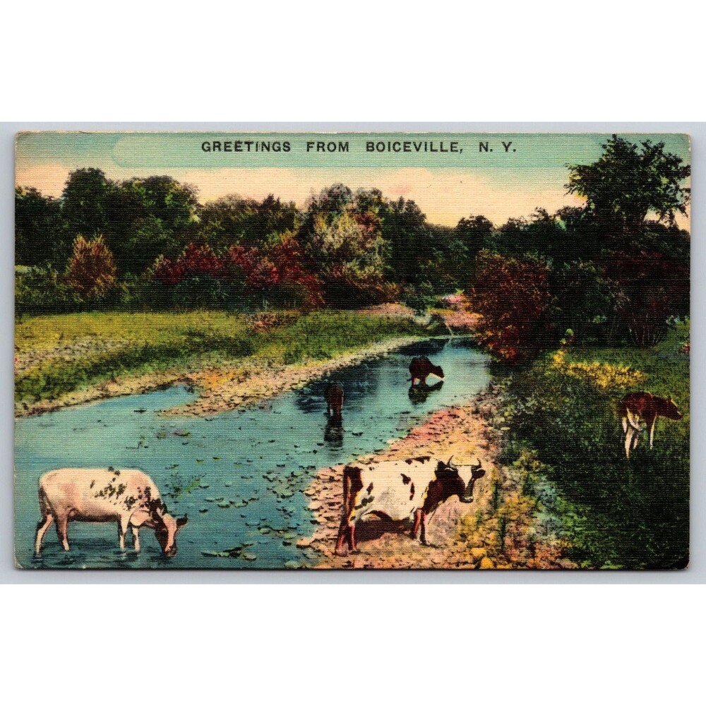 Postcard New York Boiceville Greetings Cows grazing Up Stream Posted 1941 Linen